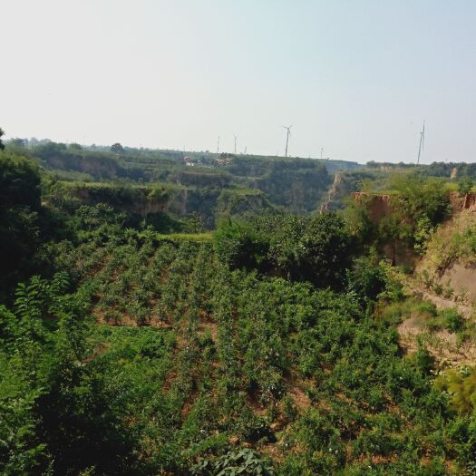 荥阳市 突尼斯软籽石榴树苗