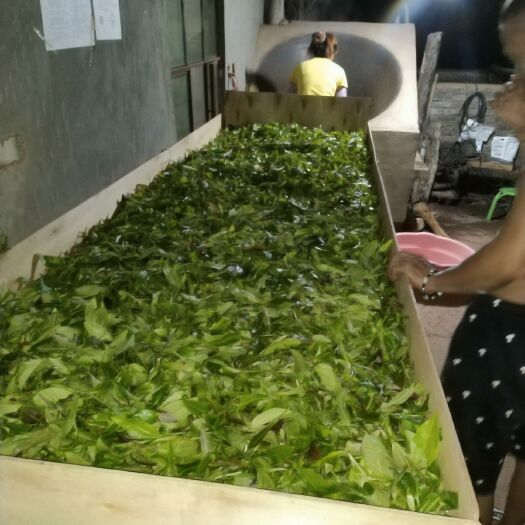 勐腊县易武普洱茶 国有林野生小树茶
