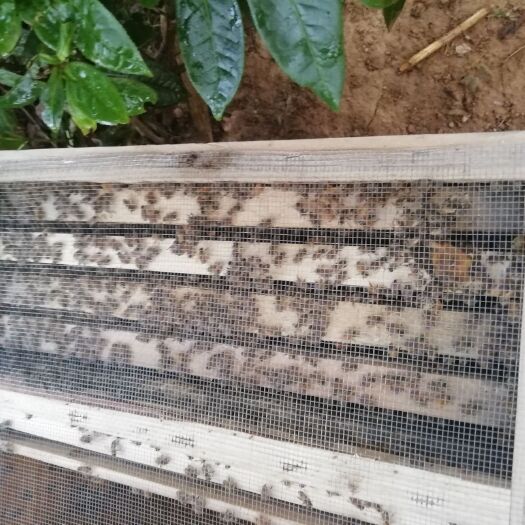 平江县大量出售蜜蜂