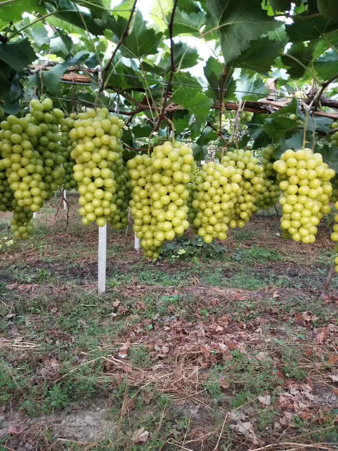 阳光玫瑰葡萄苗，基地直供现挖现卖，保鲜发货