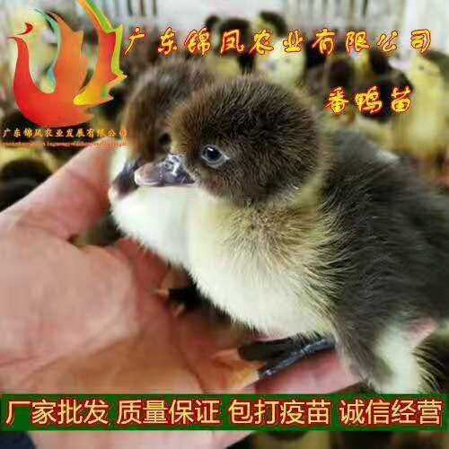 高州市 番鸭苗