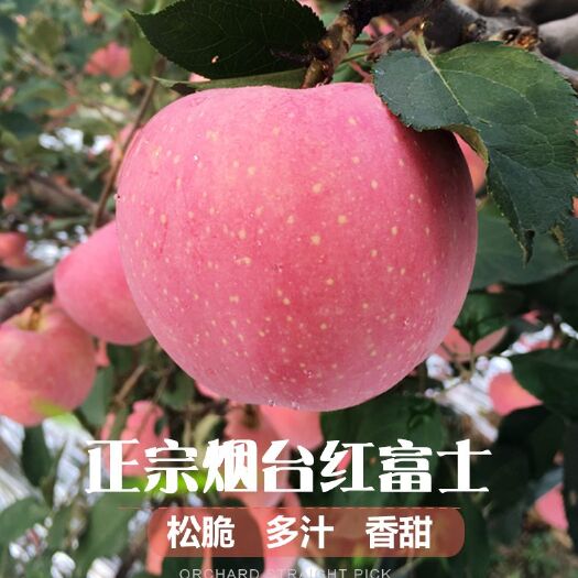烟台 当季烟台红富士栖霞苹果当季整箱批发/代发