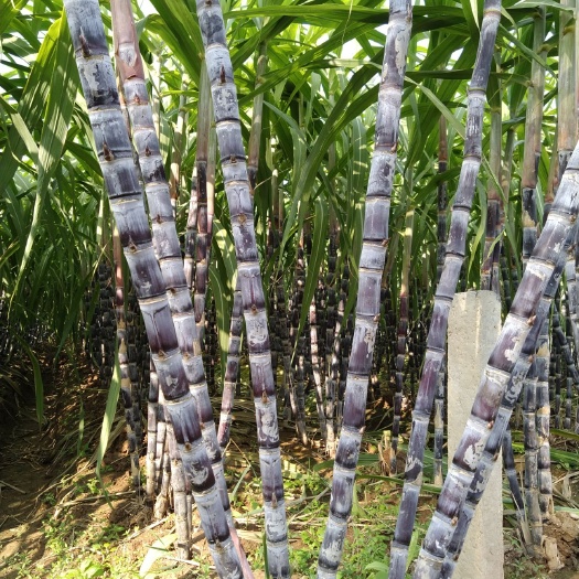 济宁 北方黑皮甘蔗上市，脆甜多汁
