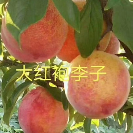 营口大红袍李子苗 保证纯度。保证成活率，死苗补发。
