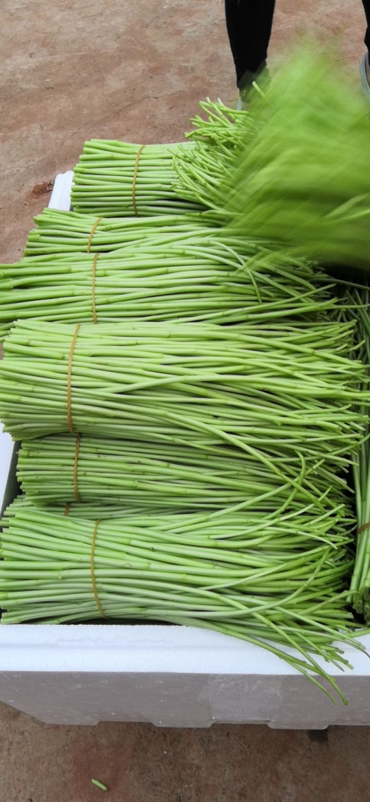 白藜蒿 云南黎蒿泥蒿芦蒿