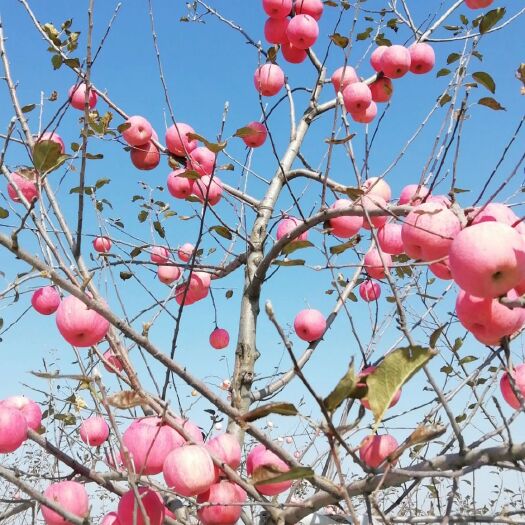泾川县 自家果园水晶红富士鲜苹果全部开园现售，冰糖心，口感脆甜，水份