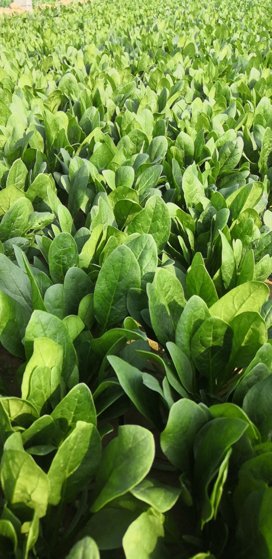  惠民菠菜大量上市