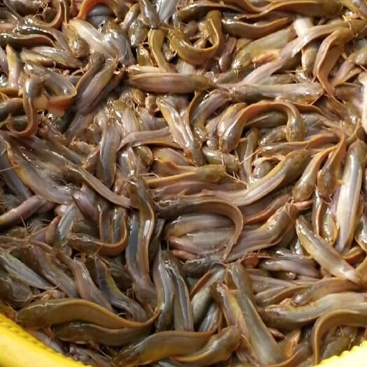 博罗县三黄塘鲺 三黄塘虱鱼苗  塘角鱼苗