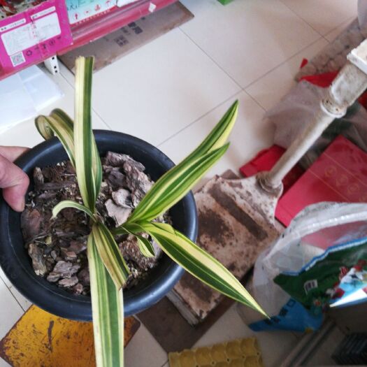 南涧县虎头兰 云南春虎头，花艺，叶艺，红唇，原种，露天自然栽培。