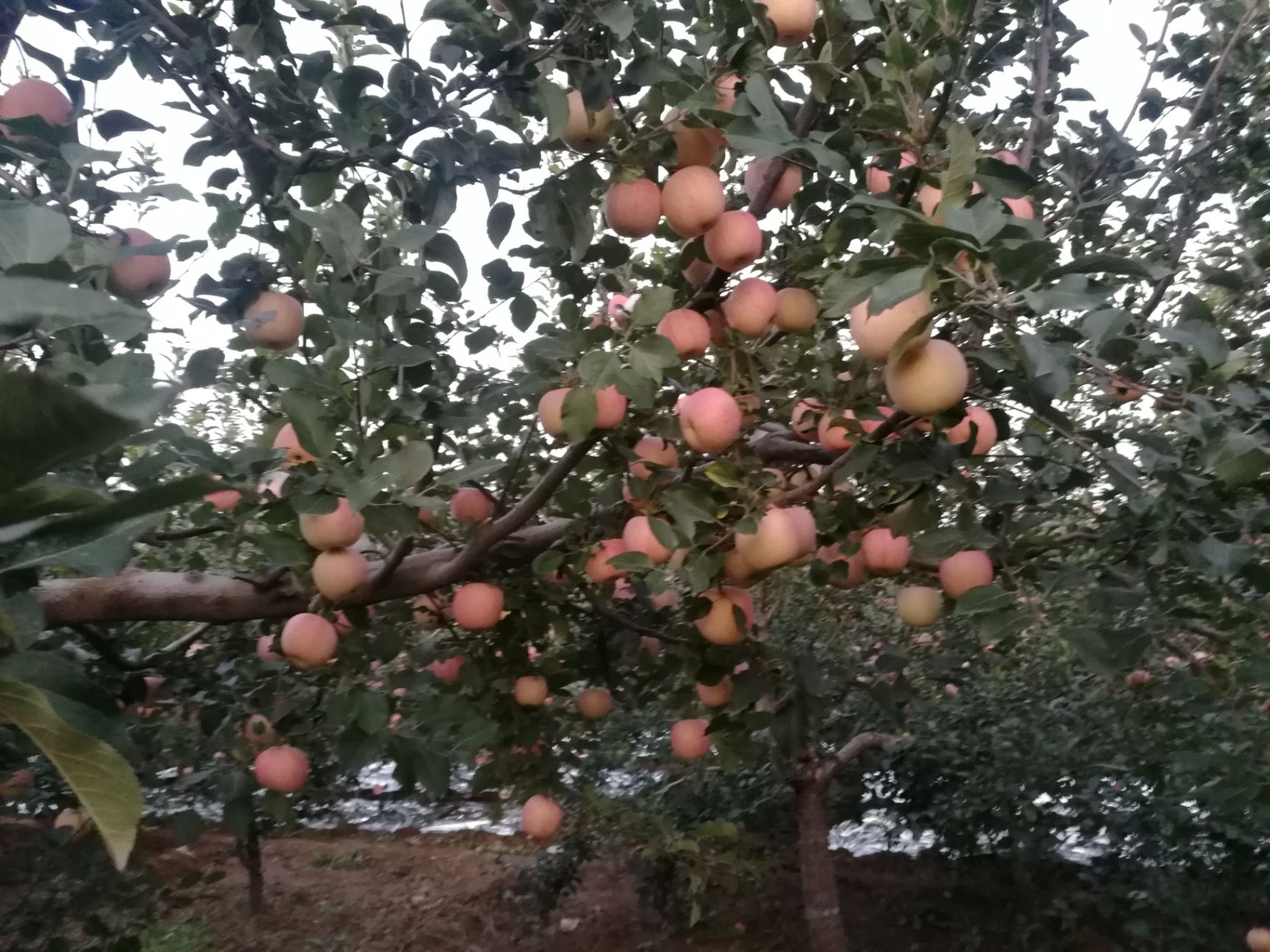  煙臺紅富士蘋果