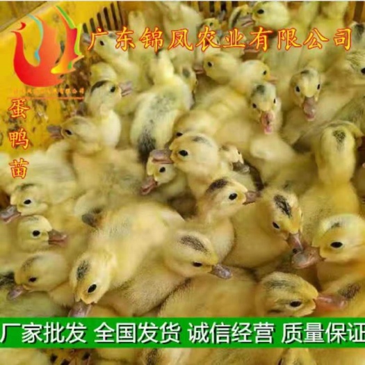 高州市 蛋鸭苗