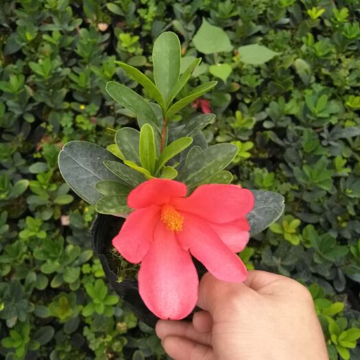 漳平市 品种茶花杜鹃红苗，原盆带土四季开花24小时发货。