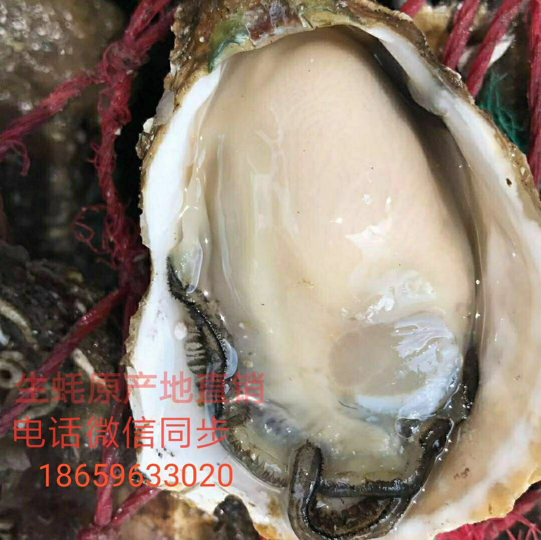 福建生蚝 福建诏安湾生蚝小包装4-5斤装 礼品装 家庭装 网红一口蚝