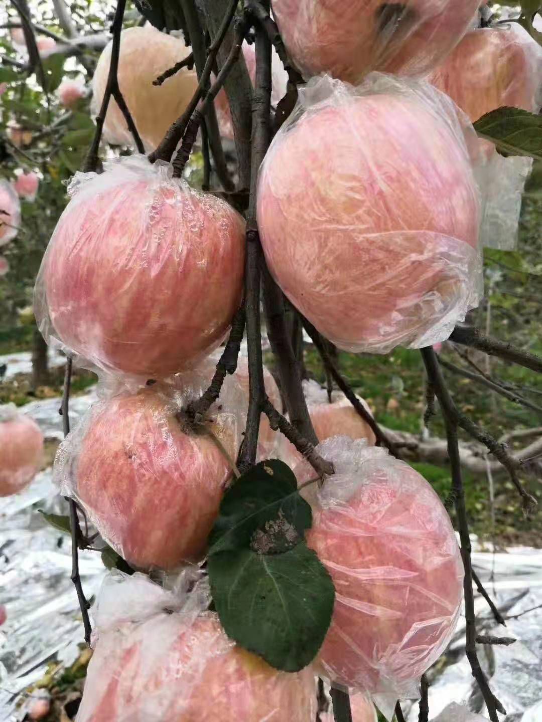 美八苹果  红富士苹果，大量供应，产地直销价格便宜。欢迎选购