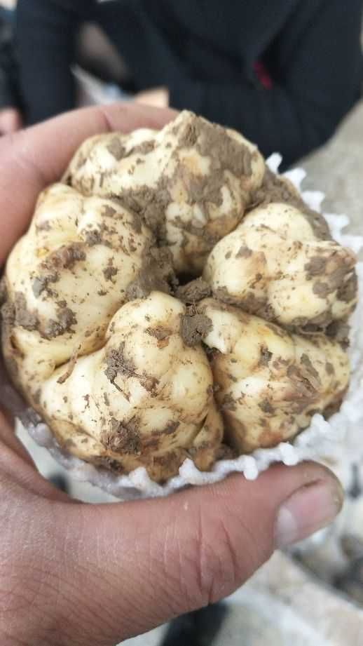 重庆市百合种子 浓香型百花种球，包成活