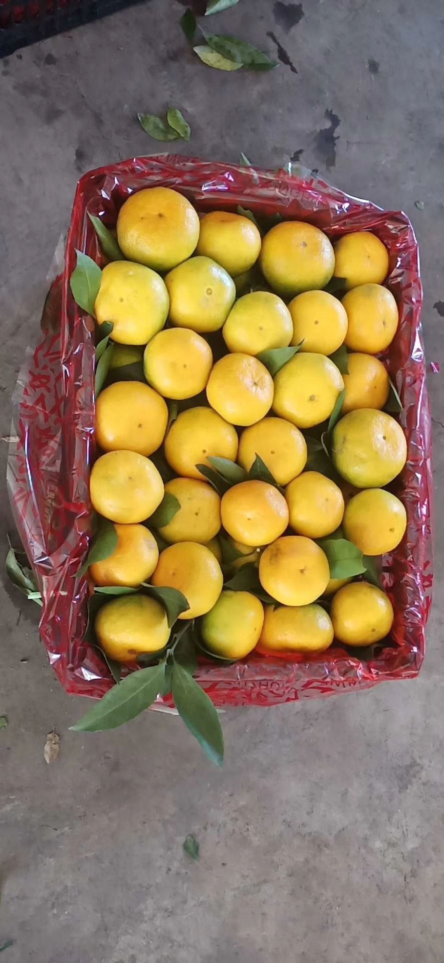 柑桔 陕西省汉中市城固县