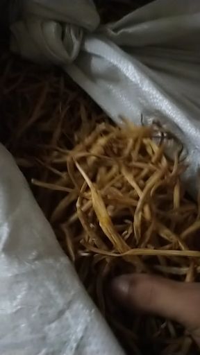 大荔县 自己家的黄花菜    皮薄肉多的那种