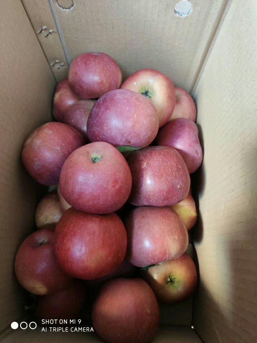  离太阳最近的“糖心丑苹果”，一咬甜汁，连皮都要吃光光