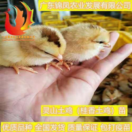 高州市 灵山土鸡苗