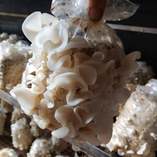  白玉木耳
