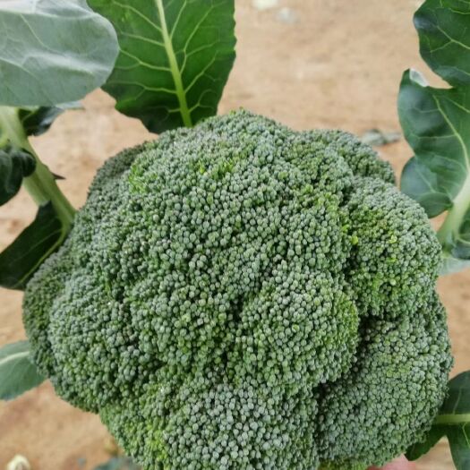 博爱县炎秀西兰花  大量供应西兰花