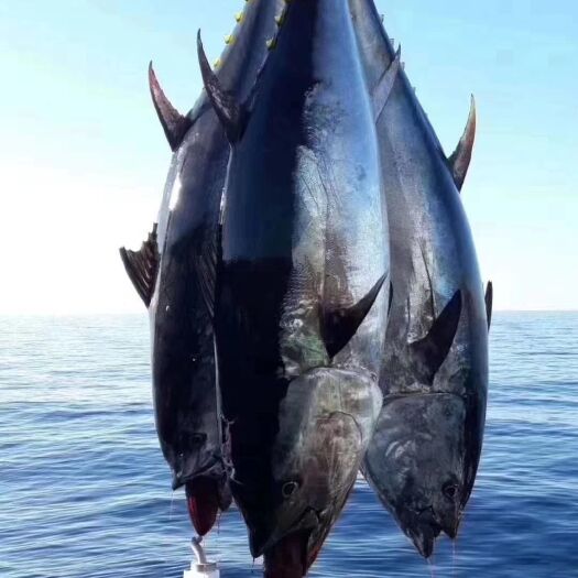 深圳日本蓝鳍金枪鱼