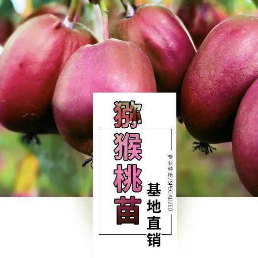 平邑县 软枣猕猴桃苗（包结果包成活包品种）