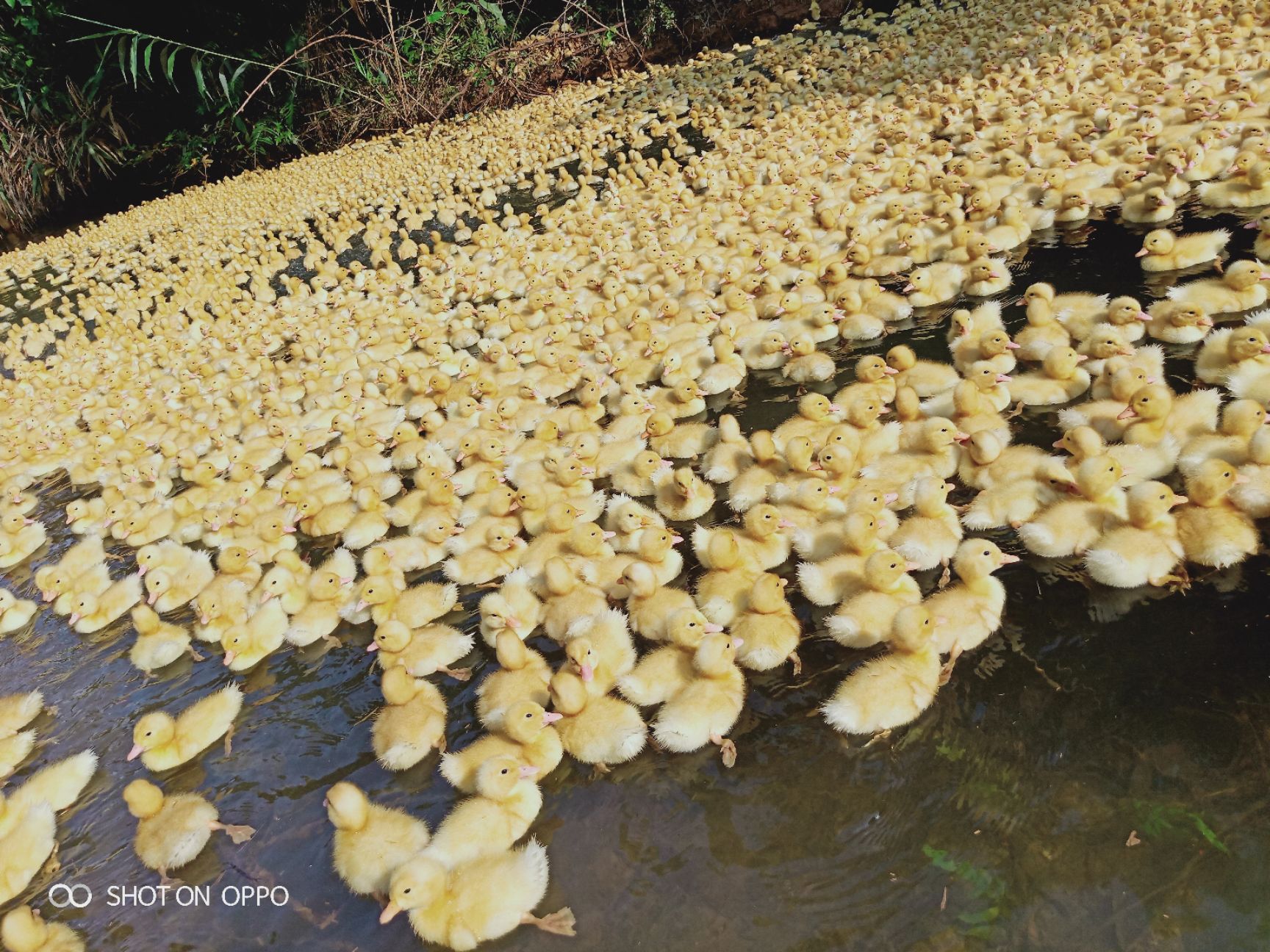  鸡，桂柳鸭苗，桂柳大肉鸭，