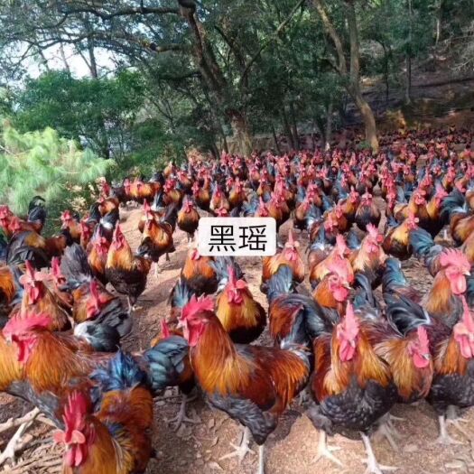 昆明 黑瑶鸡苗  质量保证  成活率高 疫苗包打