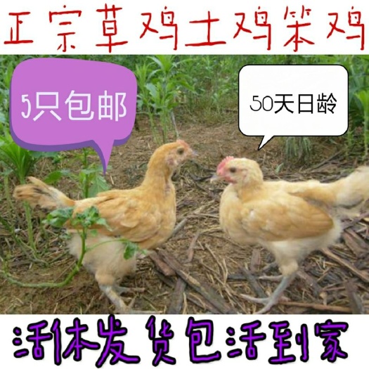 寿县 脱温土鸡苗活体