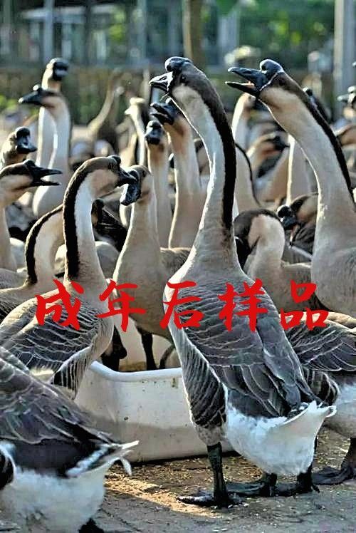 南宁 马冈鹅苗