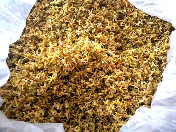 铁皮石斛花 浙江乐清雁荡山铁皮枫斗干花最适合女泡茶喝