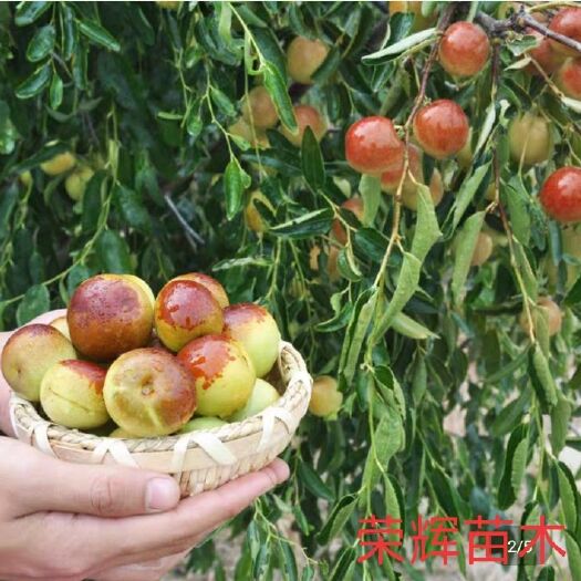 平邑县冬枣树苗 当年挂果苗