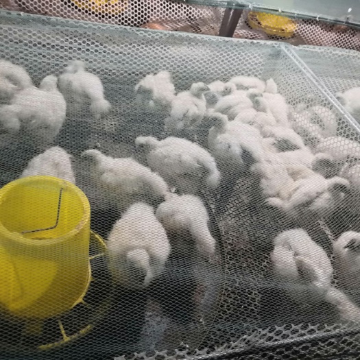 沭阳县土鸡苗 统货