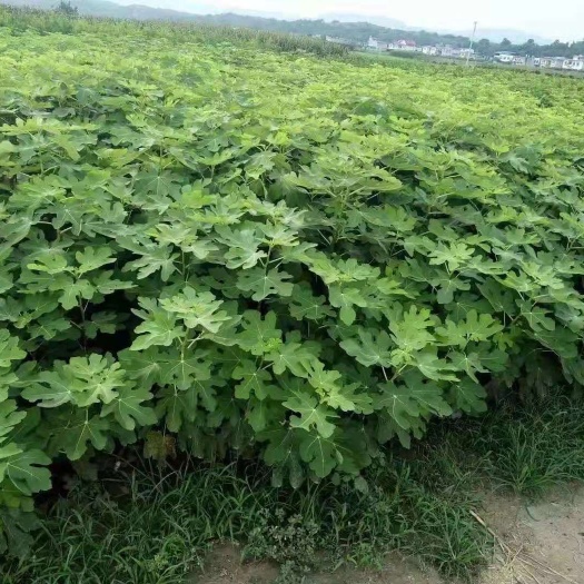 金华玛斯义陶芬苗 无花果苗