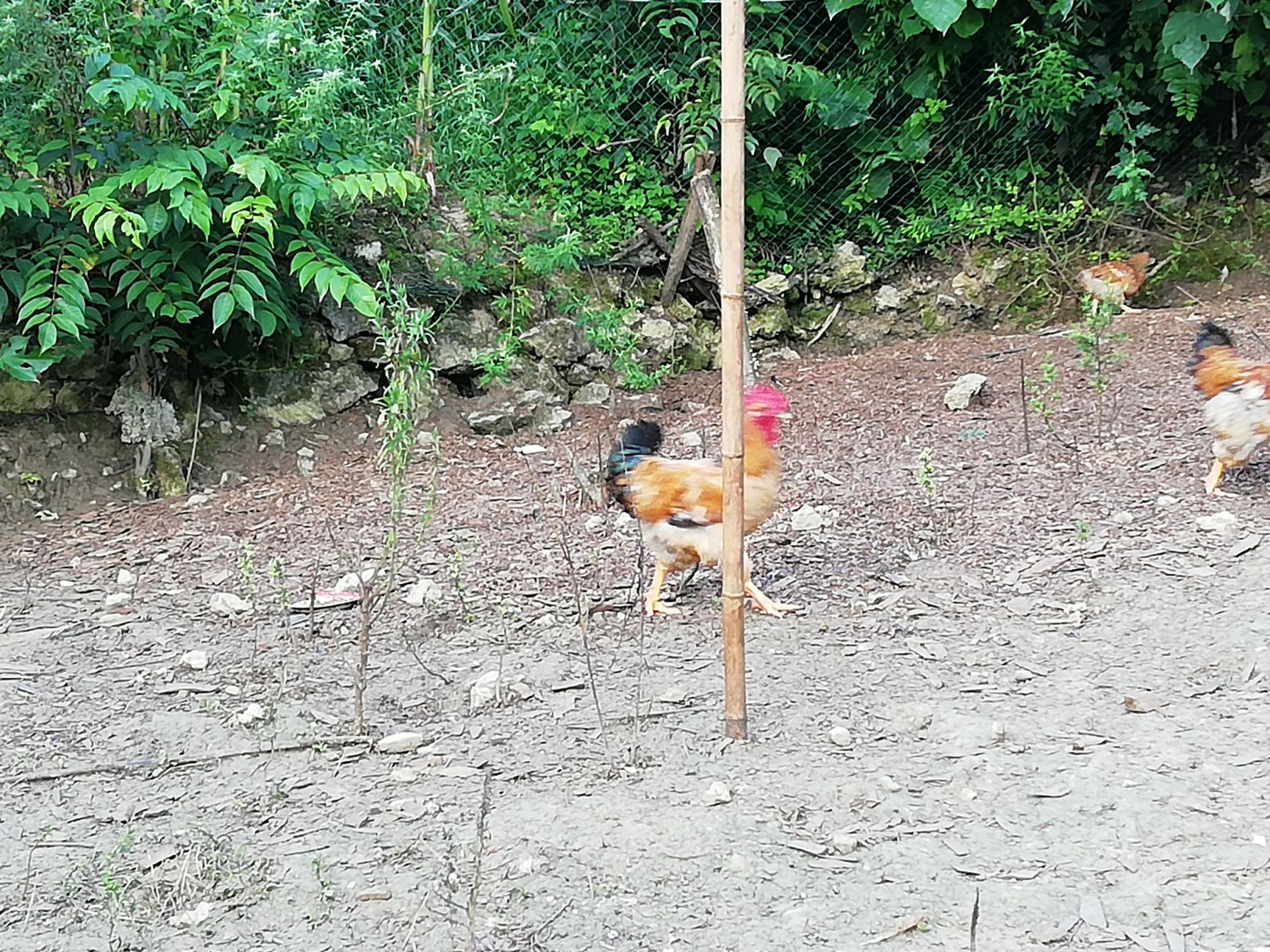  k9肉鸡、土鸡