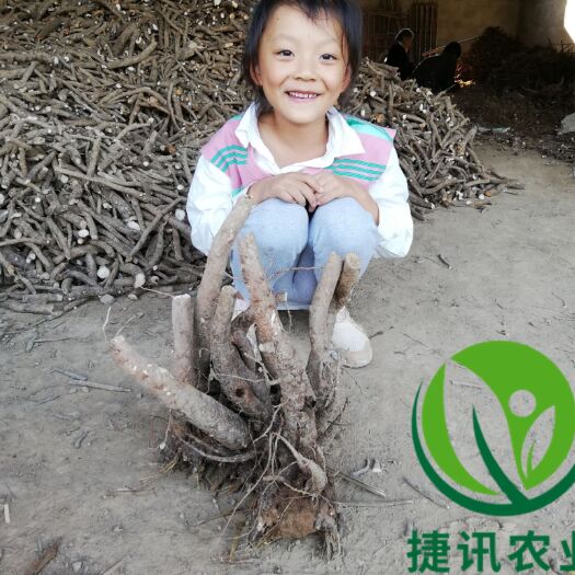 亳州 【推荐】白芍种苗 白芍芽头 白芍子 改良种苗 成活率高基地