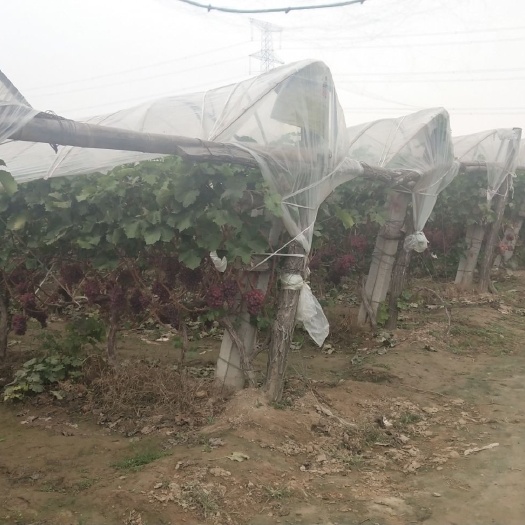 蒲城县 陕西富平头茬克伦生葡萄寻识货客商(量大质良)