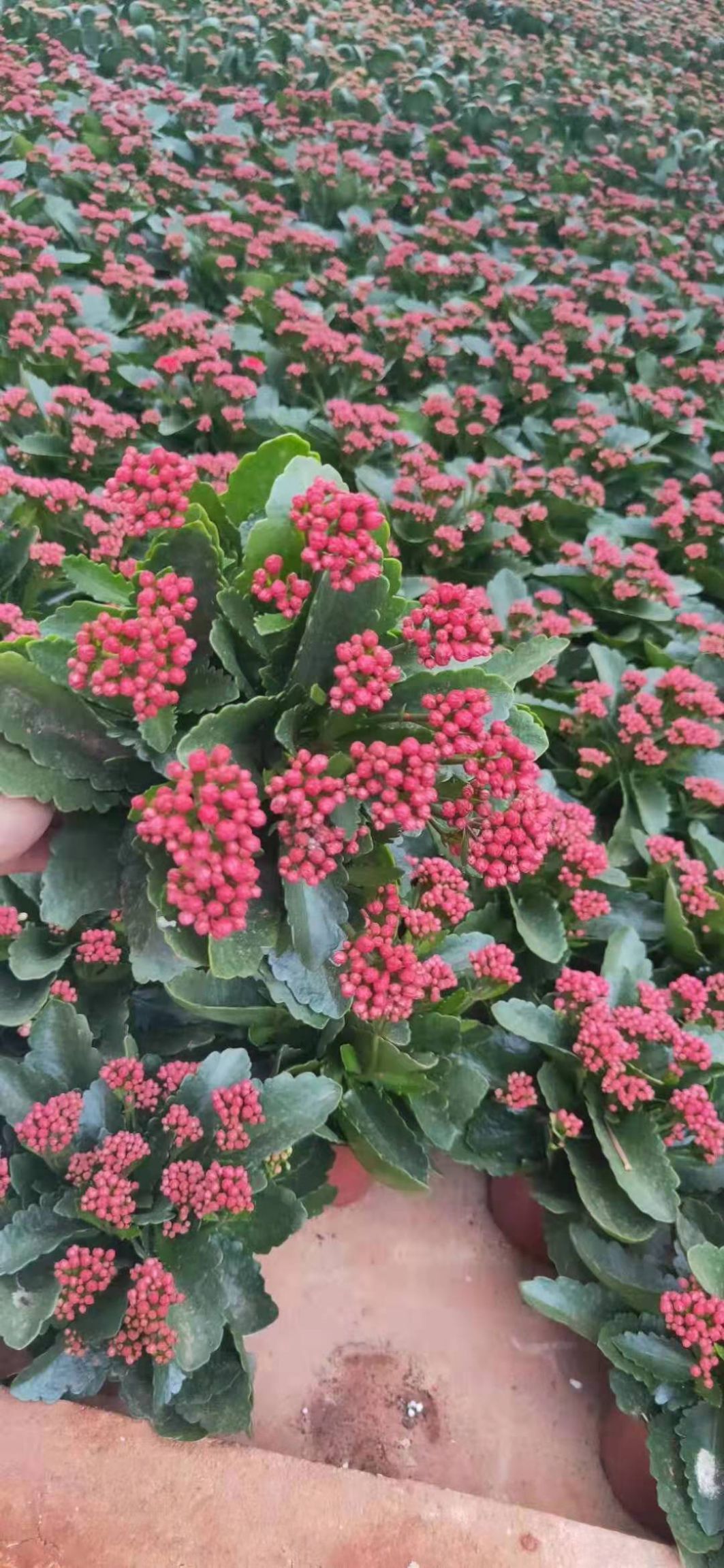 长寿花盆栽花卉观花植物四季开花