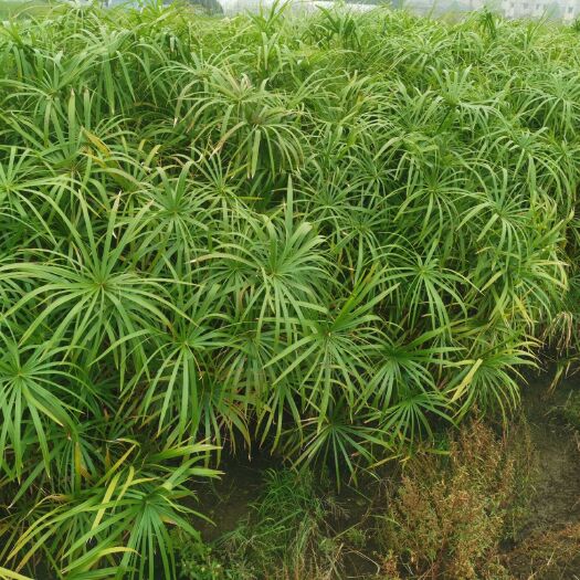 杭州 旱伞草 风车草  旱伞草批发供应 旱伞草自产自销