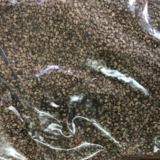 广州百喜草种子 地被植物 百喜草 国产百喜