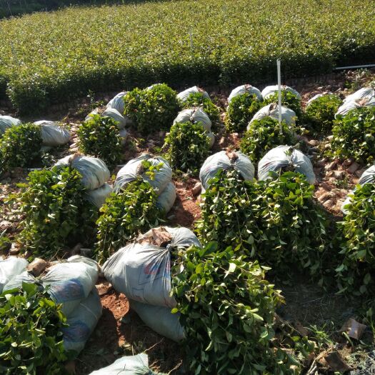 田林县芩软3号油茶 
