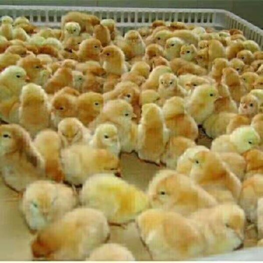 沭阳县 鸡苗价格  三黄鸡价格   三黄鸡品种