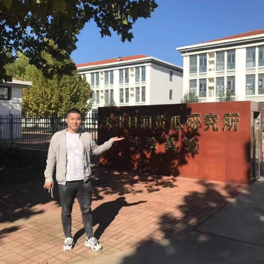 寿光市黄瓜种苗  做黄瓜我们是认真的