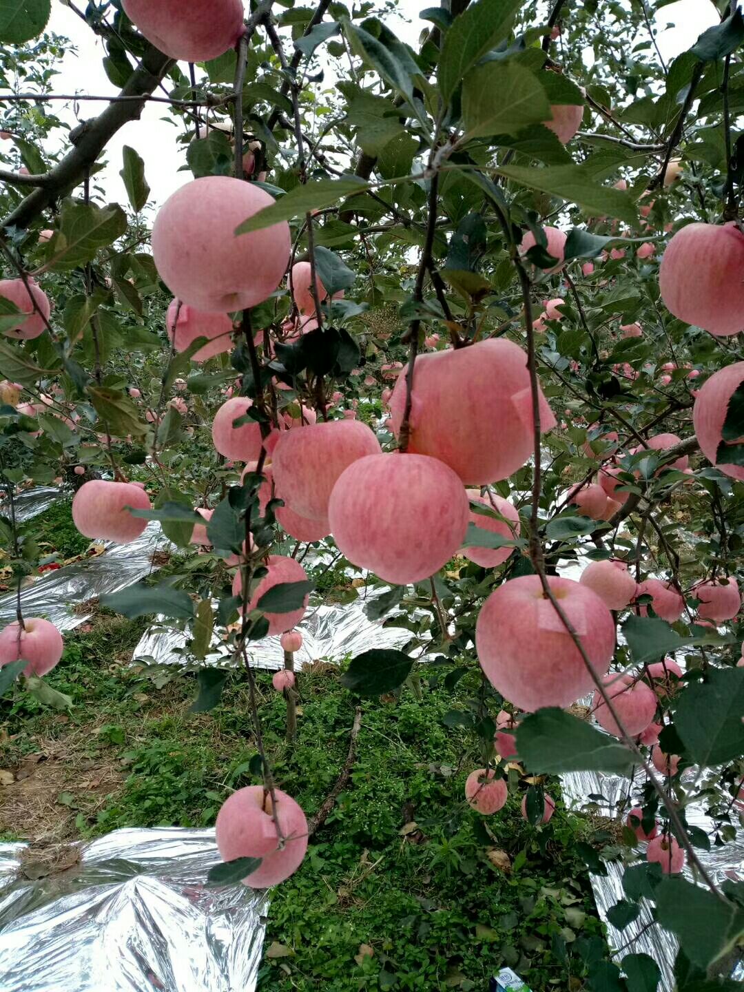  山东烟台栖霞红富士苹果