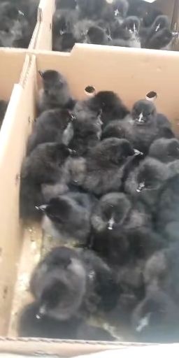 昆明正宗快大型黑毛乌鸡苗已打马利克疫苗全程免费技术指导