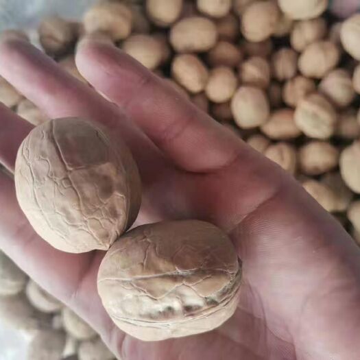 成都 新疆薄壳核桃 大果 中果 小果现货秒发