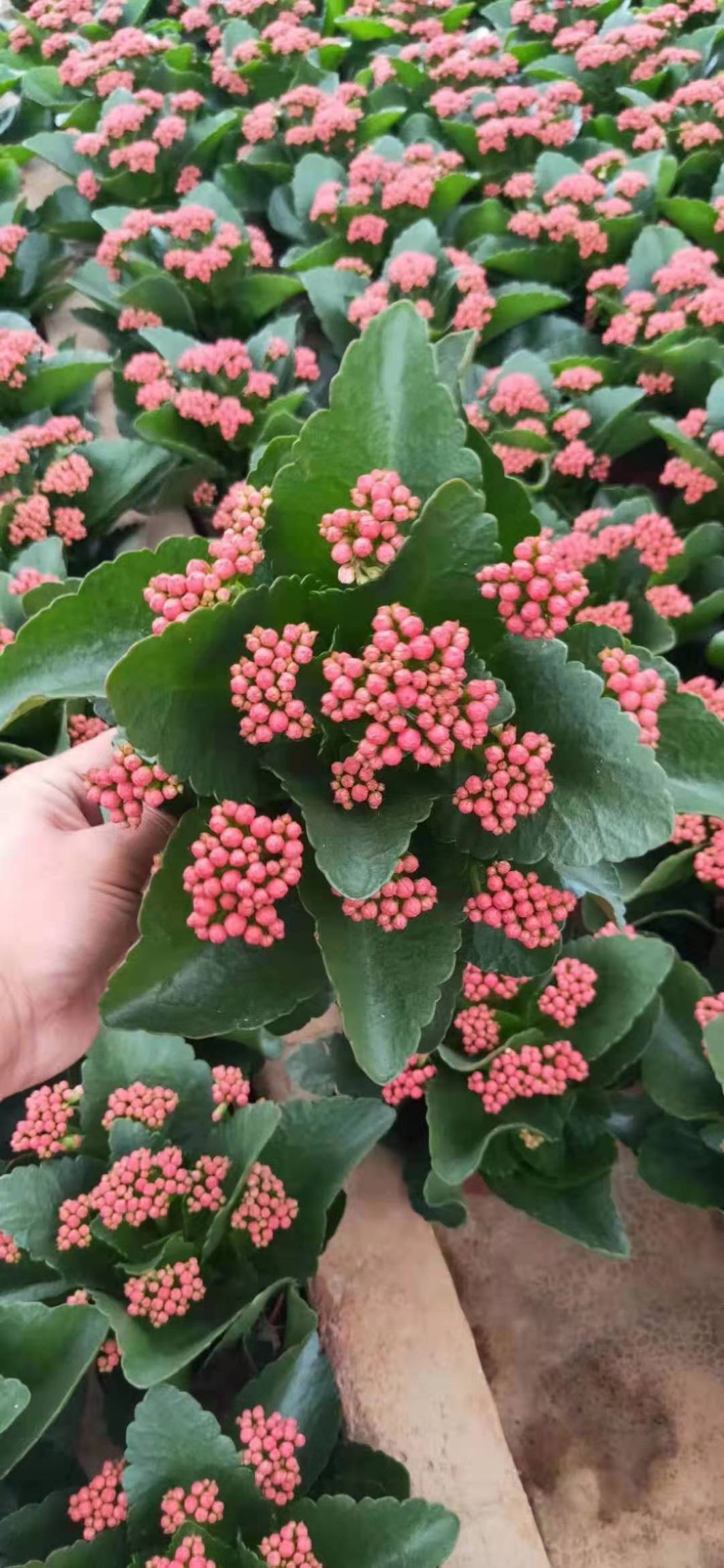 长寿花盆栽花卉观花植物四季开花