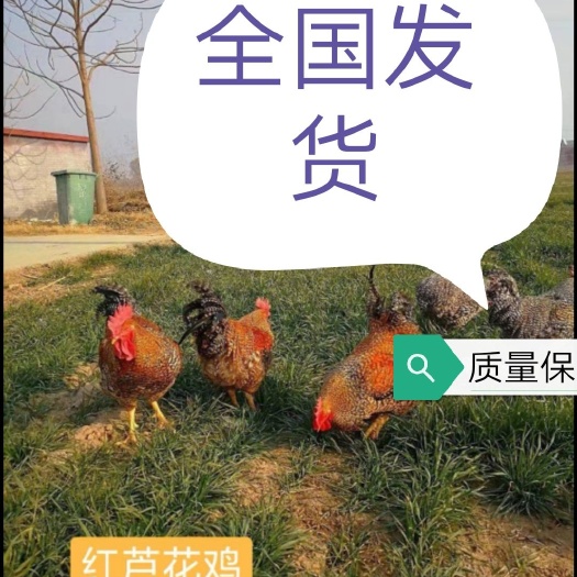 南宁 芦花鸡苗红、白、金、黑，包疫苗，包路损