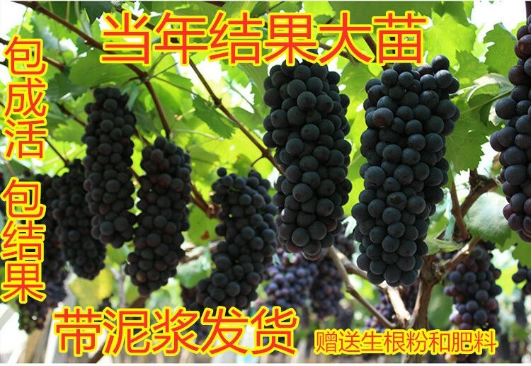 平邑县 基地直销嫁接葡萄苗南北方种植 包成活 带生根粉和肥料品种保证